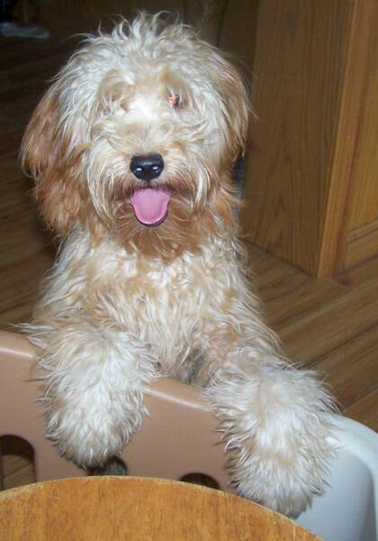 F1 MINI GOLDENDOODLE mini goldendoodle pictures. F1 MINI GOLDENDOODLE
